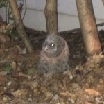 Midtown Baby Owl