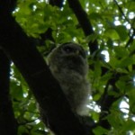Baby Owl 2011